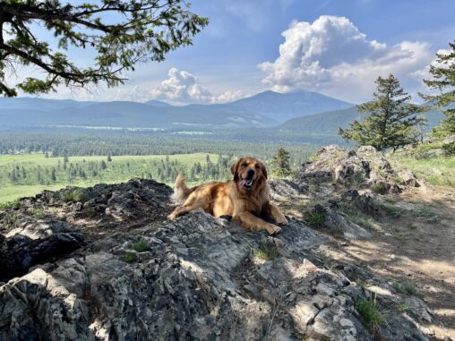 Golden retriever sits on mountain top with his tongue hanging out the side of his mouth. There are mountains in the distance.