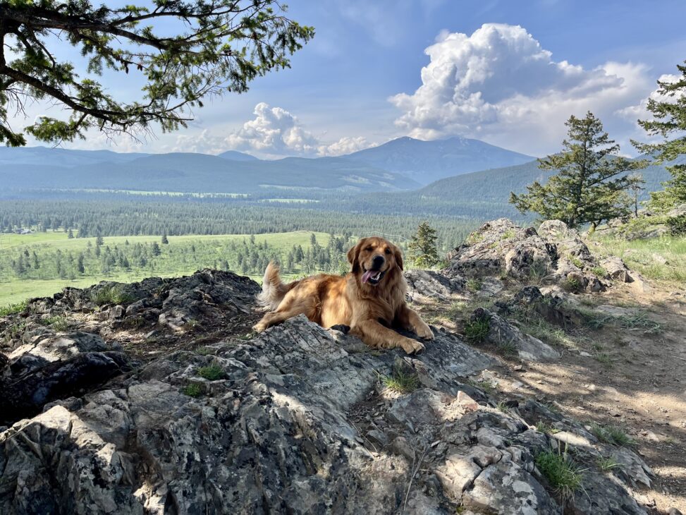 Golden retriever sits on mountain top with his tongue hanging out the side of his mouth. There are mountains in the distance.