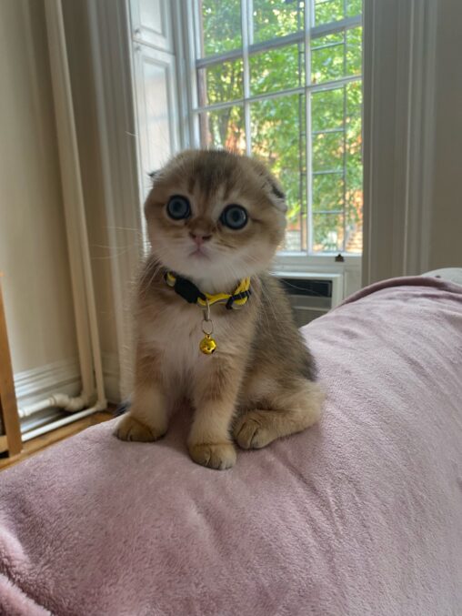 Small cute kitten with bell on collar.