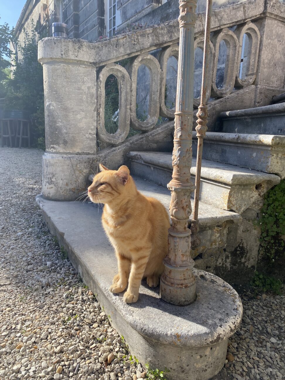 orange tabby cat sitting outside in the morning sum on the bottom stair of an old stone staircase